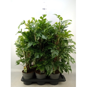 Philodendron   ...