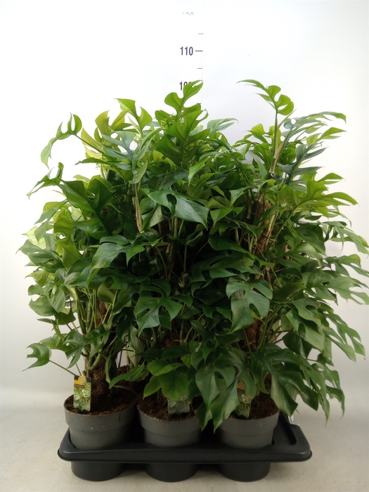 <h4>Philodendron   ...</h4>