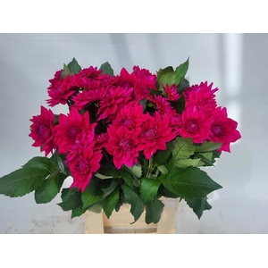 DAHL MOULIN VIOLET