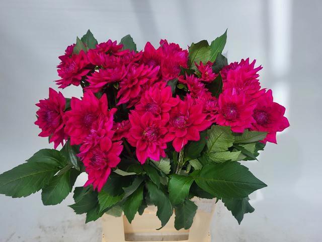 <h4>DAHL MOULIN VIOLET</h4>