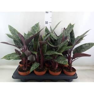 Apoballis acuminatissima
