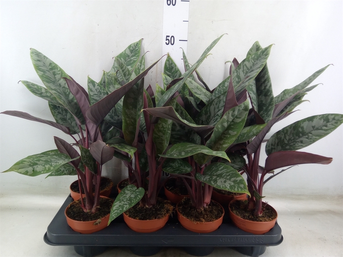 <h4>Apoballis acuminatissima</h4>