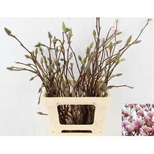 MAGNOLIA PER STEM 060CM