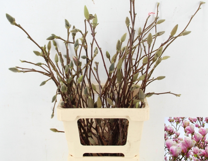 <h4>MAGNOLIA PER STEM 060CM</h4>