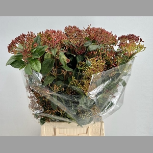 Vib Berry Red P Bunch