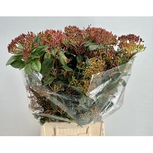 Vib Berry Red P Bunch