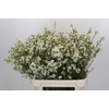 Chamelaucium Dancing Queen White