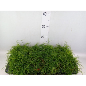 Rhipsalis baccifera 'Oasis'