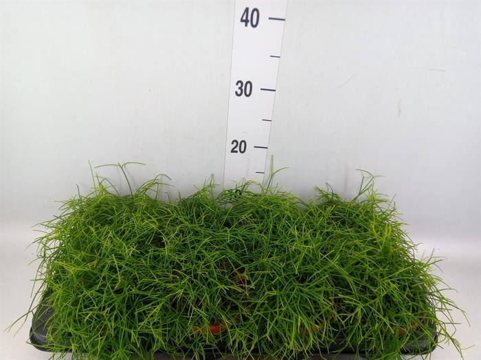 <h4>Rhipsalis baccifera 'Oasis'</h4>