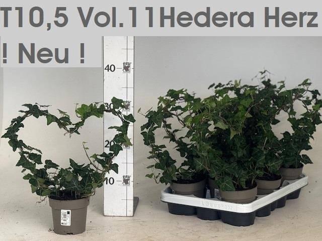 <h4>HEDERA HEART P10.5</h4>