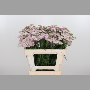 Achillea Lilac Beauty