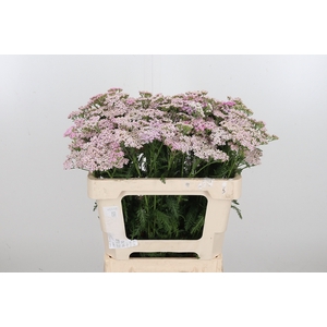 Achillea Lilac Beauty