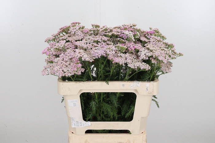 <h4>Achillea Lilac Beauty</h4>