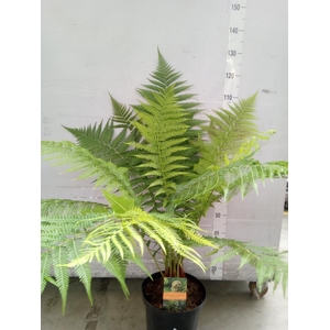 Dicksonia antarctica