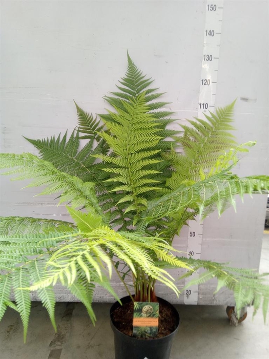 <h4>Dicksonia antarctica</h4>