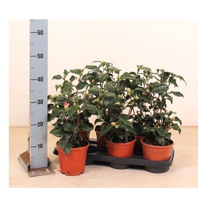 <h4>CAME JAPONICA</h4>