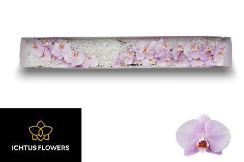 <h4>PHAL AN MANILA</h4>