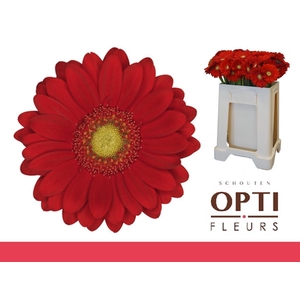 Germini Lipstick Water