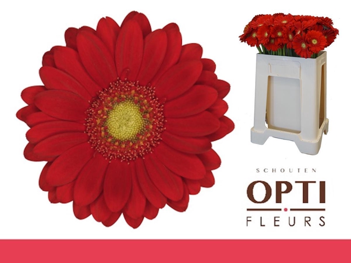 <h4>Germini Lipstick Water</h4>