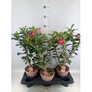 Adenium obesum 'Anouk'