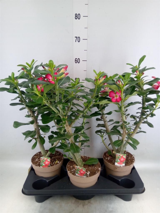 <h4>Adenium obesum 'Anouk'</h4>