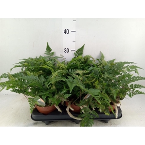 Humata griffithiana var. tyermannii