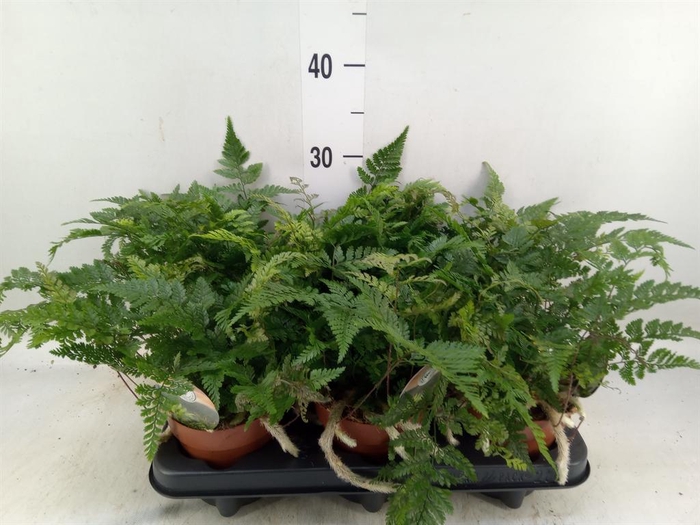 <h4>Humata griffithiana var. tyermannii</h4>