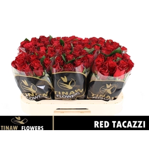 R Gr Red Tacazzi