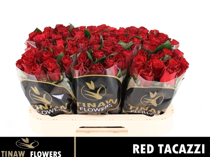 <h4>R Gr Red Tacazzi</h4>