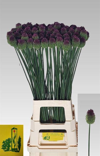 <h4>Allium Sphaerocephal Firma Klein</h4>