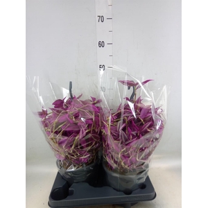 Tradescantia zebr. 'Pink Paradise'