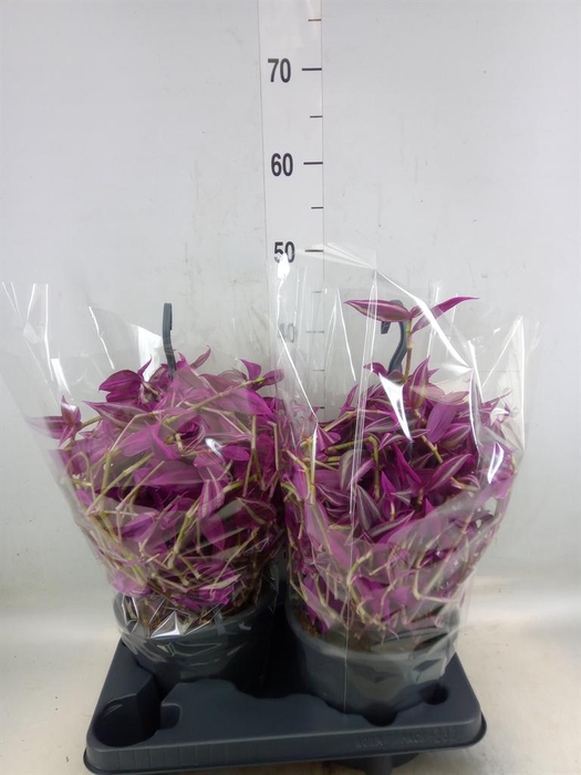 <h4>Tradescantia zebr. 'Pink Paradise'</h4>