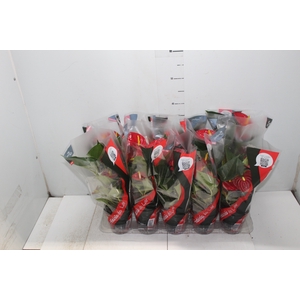 ANTHURIUM RED SUCCESS P12