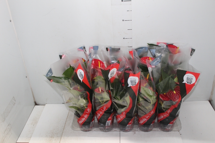 <h4>ANTHURIUM RED SUCCESS P12</h4>