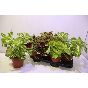 arr8 Plec C Gem Mixtray