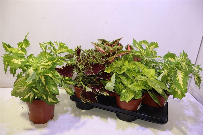 <h4>arr8 Plec C Gem Mixtray</h4>