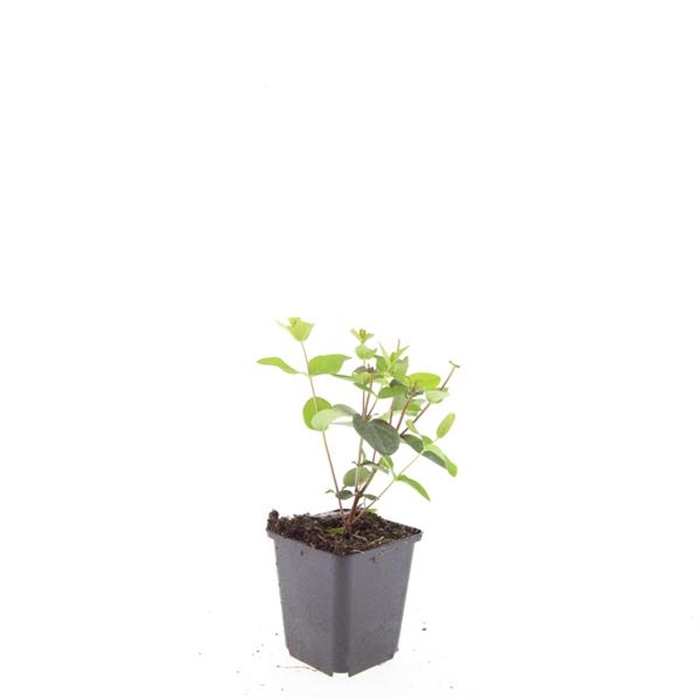 <h4>Hypericum x inodorum Rheingold</h4>