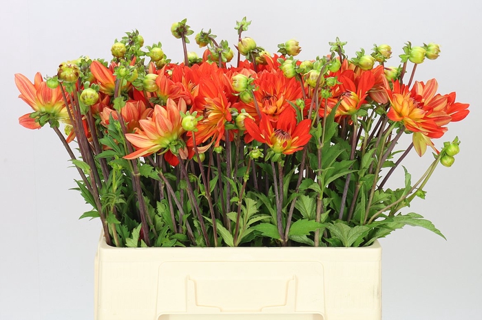 <h4>Dahlia Karma Fiesta</h4>