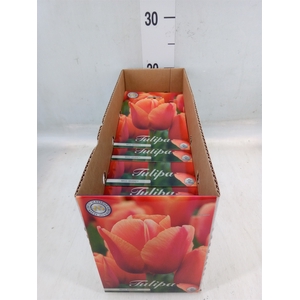 Tulipa   ...flowerbulbs