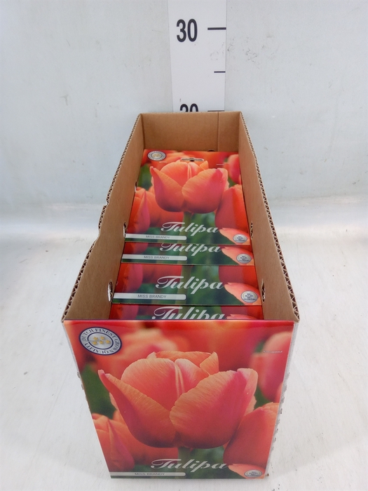 <h4>Tulipa   ...flowerbulbs</h4>