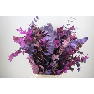 Euca Cinerea Mix Pink P Bunch