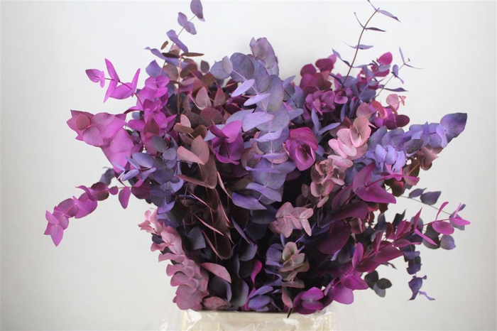 <h4>Euca Cinerea Mix Pink P Bunch</h4>