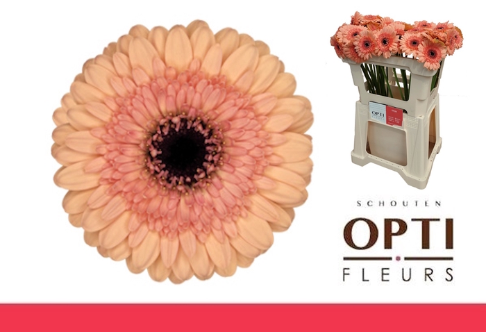 <h4>Germini Oreo Water</h4>