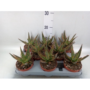 Aloe   ...