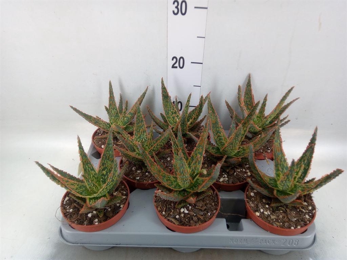 <h4>Aloe   ...</h4>