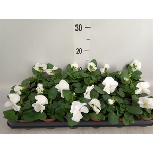 Viola wr. 'Delta Pure White'