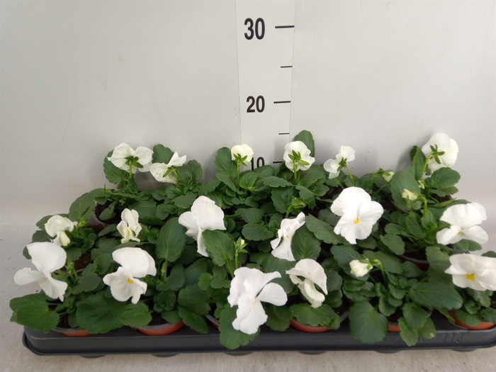 <h4>Viola wr. 'Delta Pure White'</h4>