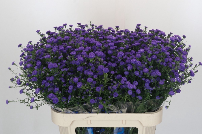 <h4>Aster Baby Parade</h4>
