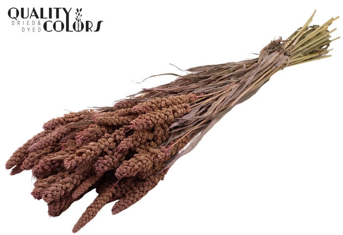 <h4>Gierst per bunch Frosted Pink</h4>