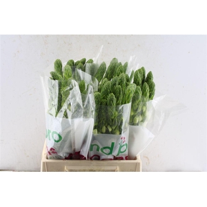 Ornithogalum Thy Milky Way White